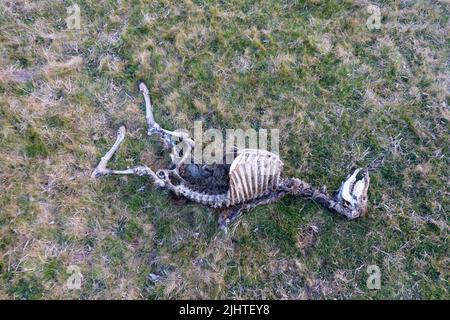 Panorama eines Skeletts eines toten Hirsches im Wald auf dem Gras Stockfoto