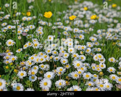 Gänseblümchen auf einer Wildblumenwiese Stockfoto
