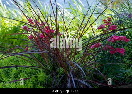 Roter Garten blüht in einem Busch. Pflege für dekorative Blumen im Garten. Nahaufnahme Stockfoto