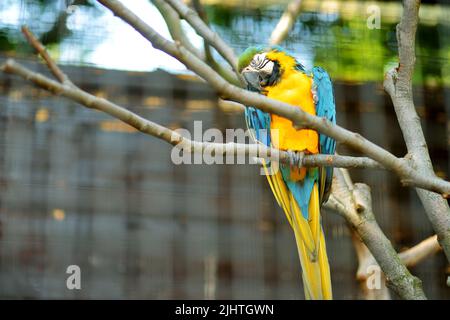 Papagei aus blauem und goldenem Ara, der auf einem Zweig in einem Zoo sitzt. Stockfoto