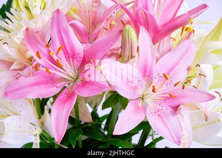 Bouquet von rosa und weißen Lilien, Nahaufnahme Stockfoto
