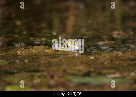 Zwei Frösche kämpfen in einem Teich Stockfoto