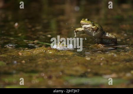 Zwei Frösche kämpfen in einem Teich Stockfoto