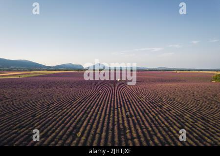 Luftaufnahme der Lavendelfelder im Plateau von Valensole bei Sonnenaufgang, Provence, Frankreich Stockfoto
