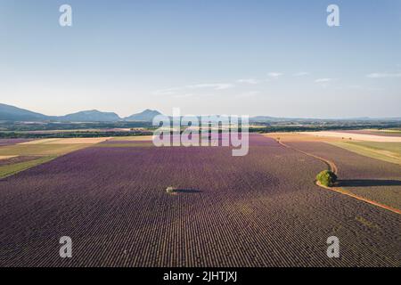 Luftaufnahme der Lavendelfelder im Plateau von Valensole bei Sonnenaufgang, Provence, Frankreich Stockfoto