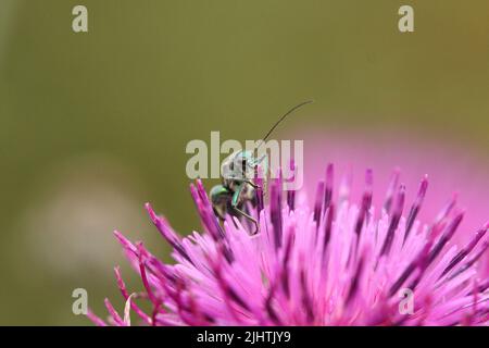 Dickbeinige Blütenkäfer in einer rosa Blume Stockfoto