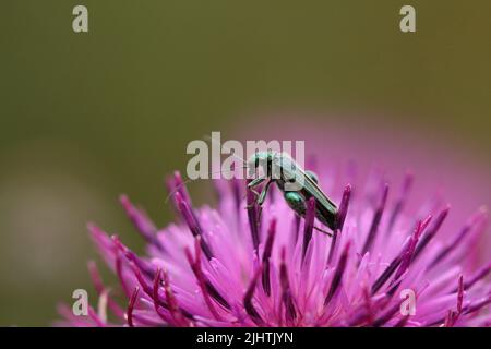 Dickbeinige Blütenkäfer in einer rosa Blume Stockfoto