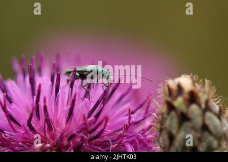 Dickbeinige Blütenkäfer in einer rosa Blume Stockfoto