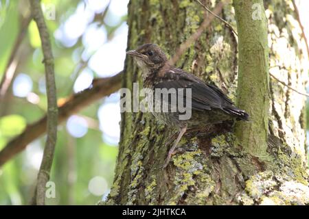 Blackbird Küken sitzen in einem Baum Stockfoto