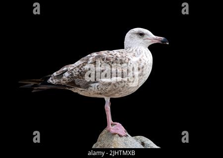 Die Möwe steht auf einem Stein. Europäische Heringsmöwe, Larus argentatus, isoliert auf schwarzem Hintergrund. Stockfoto