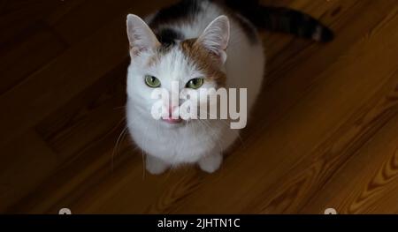 Niedliche mollige tricolor Katze sitzt auf dem Boden mit Zunge aus der Nähe hängen Stockfoto