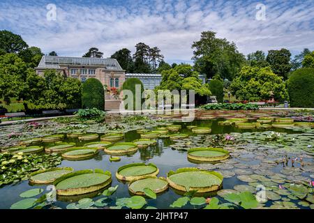 Seerosenteich Wilhelma Zoologischer-Botanischer Garten, Wilhelma, Stuttgart, Baden-Württemberg, Deutschland, Europa Stockfoto