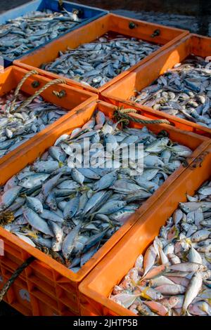 Gefangene Salzwasserfische, die in Kisten gefüllt wurden, um sie auf dem Markt zu verkaufen. Selektiver Fokus verwendet. Stockfoto