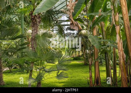 Palmenhaus, Wilhelma, Zoologischer-Botanischer Garten, Stuttgart, Baden-Württemberg, Deutschland, Europa Stockfoto