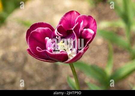 Nahaufnahme einer rosaroten Tulpe, die sich in eine wunderschöne Form öffnet. Weiße Blütenblätter, Stempel und Stigma. England, Großbritannien Stockfoto