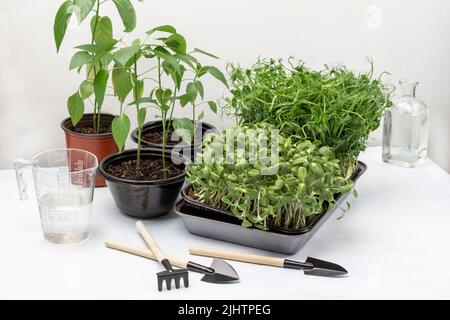 Grünhaus Pflanzen in Töpfen. Sonnenblumen- und Erbsensprossen im Behälter. Gartengeräte auf dem Tisch. Wasser im Becher und in der Flasche. Weißer Hintergrund. Draufsicht Stockfoto