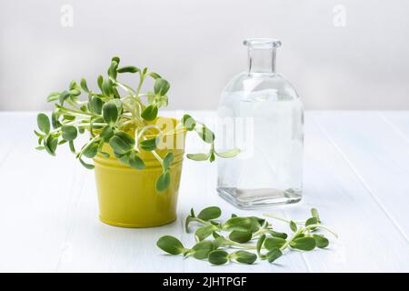 Sonnenblumensprossen im gelben Eimer und auf dem Tisch. Flasche Wasser. Weißer Hintergrund. Draufsicht Stockfoto