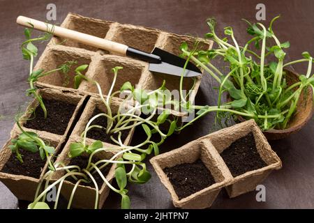 Sonnenblumen- und Erbsensprossen in Papierbehältern. Gartenschaufel auf Behälter. Brauner Hintergrund. Stockfoto