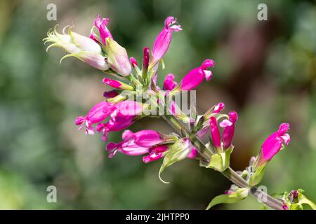 Nahaufnahme von blühenden Rosenalbei-Blüten (Salvia involucrata) Stockfoto