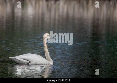 Trompeter-Schwan mit Spiegelung schwimmend auf einem Teich auf dem Land in Cambridge, Minnesota, USA. Stockfoto