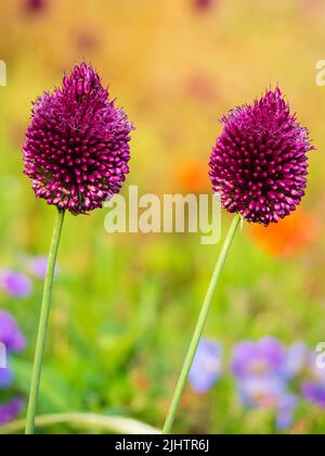 Blütenköpfe gefüllt mit roten Blüten der Sommer blühenden Drumstick Zierzwiebel, Allium sphaerocephalon Stockfoto