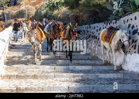 Esel und Maultiere tragen Touristen die 580 Stufen hinauf und hinunter zum Alten Hafen von Fira, wo die Passagiere des Kreuzfahrtschiffs ankommen. Thira, Santorini, Griechenland Stockfoto