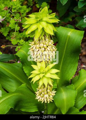 Spitzen der exotischen, halbharten Ananasbirne, Eucomis bicolor, zeigen die rot gesäumten grünen Blüten und Laubbüschel Stockfoto