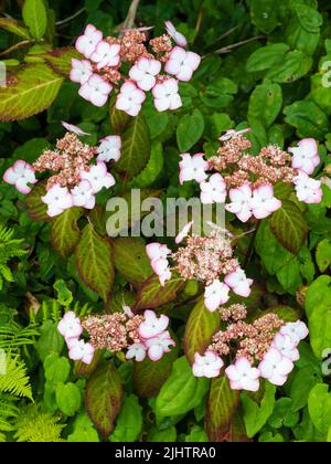 Rosa Picotee weiße Lacecap Blüten des winterharten Berghortensien Strauch, Hydrangea serrata 'Kiyosumi' Stockfoto