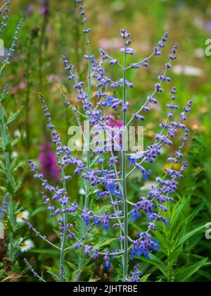 Luftige Rispe des winterharten, mehrjährigen, blau blühenden russischen Salbeis, Perovskia atriplicifolia 'Blue Spire' Stockfoto