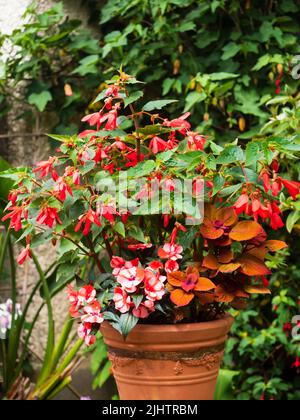 Roter Sommerbehälter mit einer Mischung aus Begonia boliviensis 'Bonaparte', Impatiens hawkeri 'Paradise Strawberry Bicolor' und Solenostemon 'Kümmel' Stockfoto