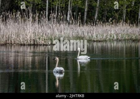 Zwei Trompeter-Schwäne mit ihren Reflexionen schwimmen auf einem Teich im ländlichen Cambridge, Minnesota, USA. Stockfoto