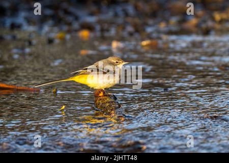 Eine graue Bachstelze (Motacilla cinerea) im Fluss Wandle, die durch den Beddington Park, Sutton, London, verläuft. Stockfoto