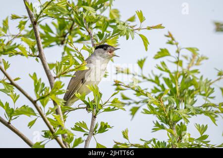 Eine männliche Schwarzmütze (Sylvia atricapilla) singt im Naturschutzgebiet Beddington Farmlands in Sutton, London. Stockfoto