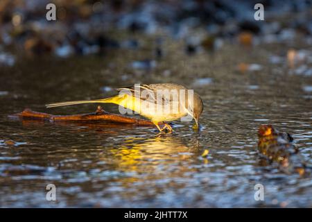 Eine graue Bachstelze (Motacilla cinerea) im Fluss Wandle, die durch den Beddington Park, Sutton, London, verläuft. Stockfoto