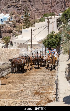 Esel und Maultiere tragen Touristen die 580 Stufen hinauf und hinunter zum Alten Hafen von Fira, wo die Passagiere des Kreuzfahrtschiffs ankommen. Thira, Santorini, Griechenland Stockfoto