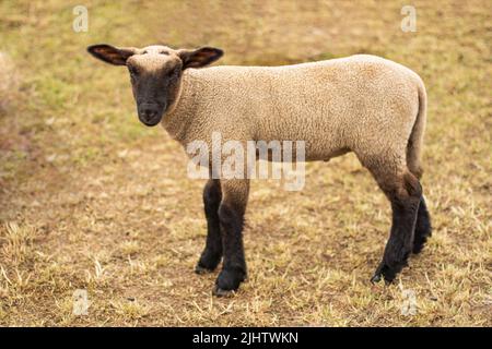 Schafe. Ein junges Lamm steht allein auf einem Feld auf trockenem Gras.Postkarte Nahaufnahme. Stockfoto