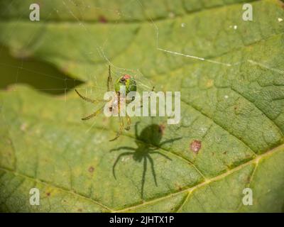 Die kleine grüne Spinne Araniella cucurbitina, auch bekannt als die grüne Spinne der Gurke. Unterseite mit Spinnerets. Stockfoto