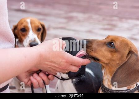 Gefleckter Zwergdachshund leckt eine menschliche Hand. Hochwertige Fotos Stockfoto