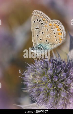 Vertikale Nahaufnahme eines Ikarus-blauen Schmetterlings, Polyommatus ikarus auf einem violetten Küsteneryngo, Eryngium maritimum, blüht an der belgischen Küste Stockfoto