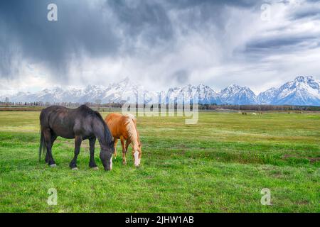 Pferde grasen in der Nähe der Berge im Grand Teton National Park, Wyoming Stockfoto