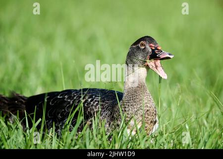 Ein selektiver Fokus einer pommerschen Ente, die tagsüber auf einer grünen Wiese auf verschwommenem Hintergrund grast Stockfoto