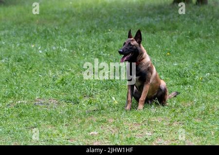Der belgische Hirte malinois sitzt mit der Zunge aus dem Gras. Hochwertige Fotos Stockfoto