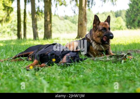 Dobermann und Deutscher Schäferhund, auf dem Gras im Wald. Hochwertige Fotos Stockfoto