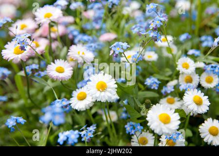 Blaue und weiße Wildblumen. Blühende Gänseblümchen und Vergissmeinnicht-Blumen von oben. Vergissmeinnicht und Gänseblümchen auf einer Sommerwiese. Stockfoto