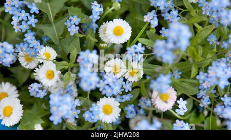 Blaue und weiße Wildblumen. Blühende Gänseblümchen und Vergissmeinnicht-Blumen von oben. Vergissmeinnicht und Gänseblümchen auf einer Sommerwiese. Stockfoto