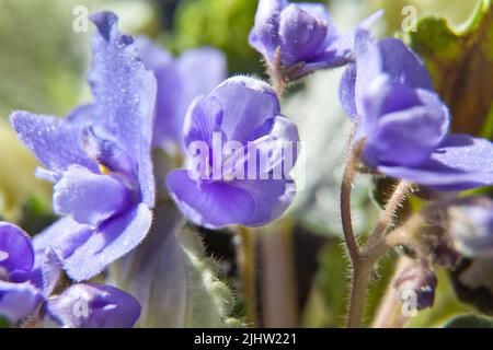 Afrikanische violette oder violette saintpaulias Blüten aus der Nähe. Blühende Veilchen auf weißem Hintergrund. Makro-Foto von hausgemachten violetten Blumen Stockfoto