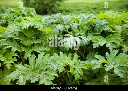 Riesenblättrige, Heracleum mantegazzianum, Blätter. Im Sommer ist das Riesenkraut im Sonnenlicht. Eine große Schwertkrautpflanze mit einem weißen Blütenstand. Stockfoto