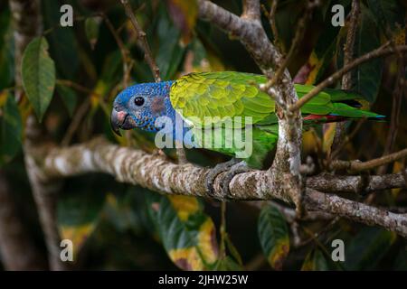 Nahaufnahme des blauköpfigen Papageien, aufgenommen im Regenwald von Panama Stockfoto