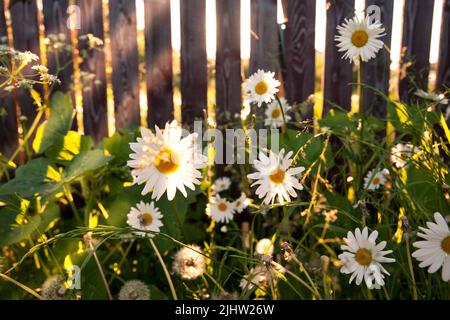 Erstaunliche Aufnahme einer Gruppe von Kamillenblumen, die von den letzten hellen Sonnenstrahlen der untergehenden Sonne beleuchtet werden. Nahaufnahme von Gänseblümchen auf dem Feld Stockfoto