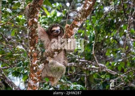 3 toed Faultier verletzt in einem Auge Stockfoto